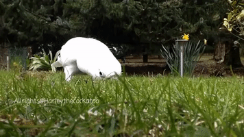 Harley the Cockatoo Makes an Excellent Gardener