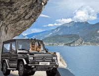 Dogs Italy GIF
