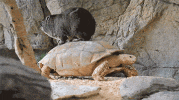 tortoise wombat GIF
