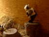 Baby Jump GIF