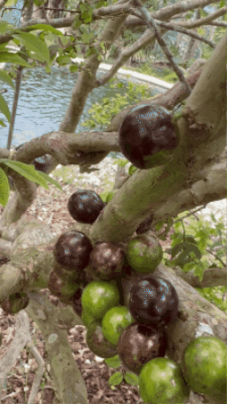 Water Freshfruit GIF by Miami Fruit