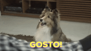 rough collie lassie GIF by Porta Dos Fundos