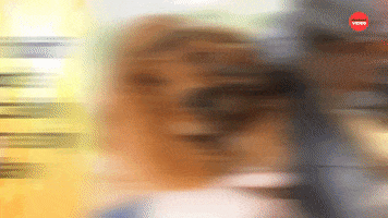 Dogs Pets GIF by BuzzFeed