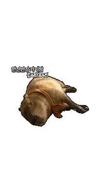Korea No Sticker