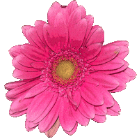 Pink Love Sticker by Riverslide Skatepark