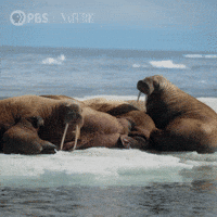 Explore Pbs Nature GIF by Nature on PBS