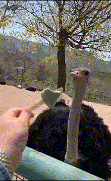 cuteanimalland giphyupload GIF