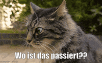 unsereoebb cat katze oebb weltkatzentag GIF
