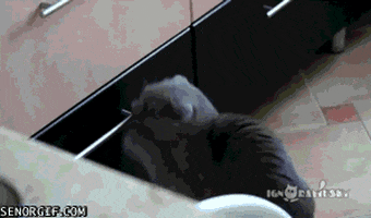 cat theft GIF by Cheezburger