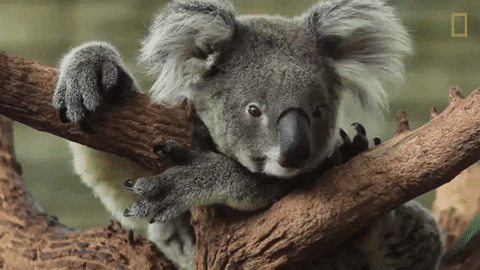 Koala GIF by Nat Geo Wild