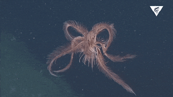 feather star swimming GIF by Monterey Bay Aquarium