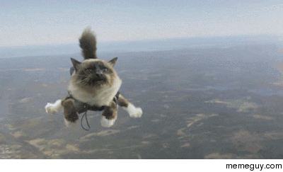 cat plane GIF
