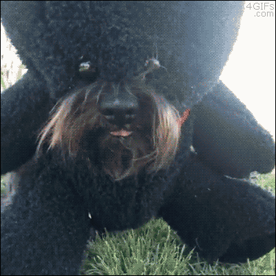 humor eating GIF