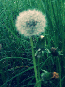 Video gif. Fluffy dandelion is set on fire, dissolving into a black bud.
