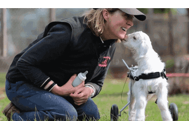 GIF by Random Goat