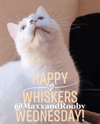 Happy White Cat GIF