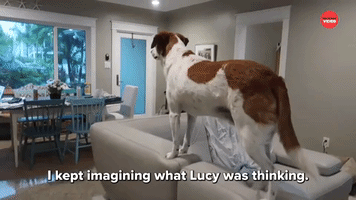 What Was Lucy Thinking?