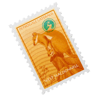 NortherHQ baby australia joey stamp Sticker