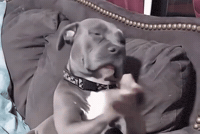 If You Grab Me I Am Gonna Bite You GIF