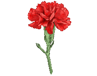 Flower Sticker by haenaillust