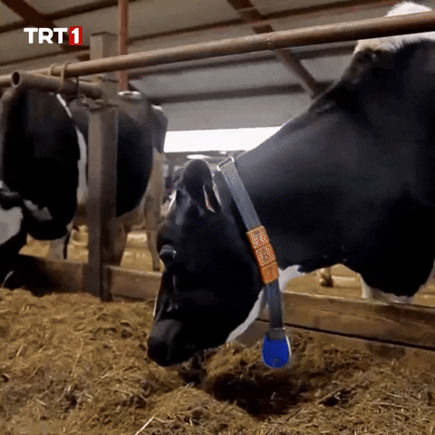 Look What GIF by TRT