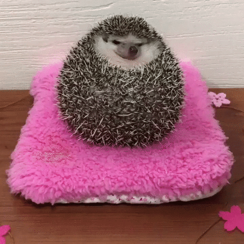 happy adorable hedgehog eyebleach grumpy GIF