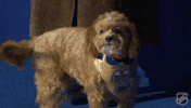 National Hockey League Dog GIF by NHL