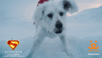 Look Up GIF by Best Friends Animal Society