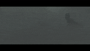 GIF by Swadbudhe