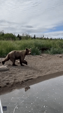 Watchful Mother Bear Takes Cubs on Fishing Trip
