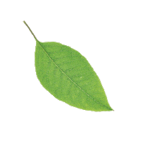 Leaf Sticker by PLANT B