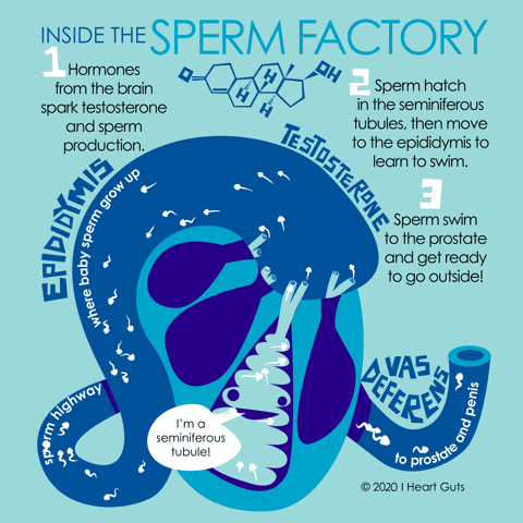 Male Fertility Donation GIF by I Heart Guts