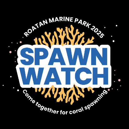 Corals GIF by Roatan Marine Park