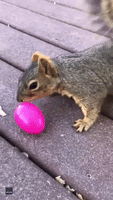 Friendly Squirrel Cracks Open a Easter Egg