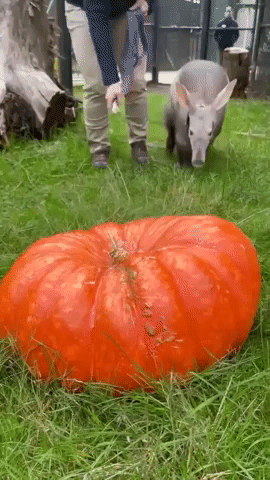 Aadorable Aardvark and Other Washington Zoo Animals Enjoy Pumpkin Treats
