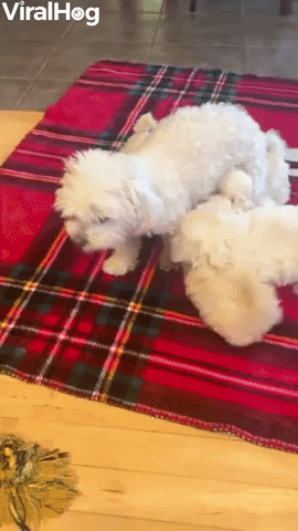 Mom Works on Weaning Her Puppies