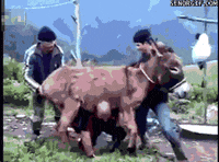 people wtf GIF