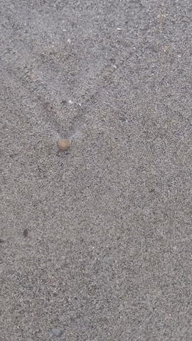 Simongip giphygifmaker GIF