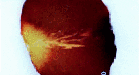 petals GIF by NOWNESS