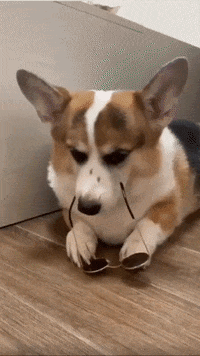 Dogs Puppy GIF by LWTSQUAD