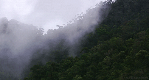 Rainforest GIF
