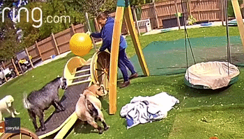 Ball is No Match for Headbutt-Happy Goat