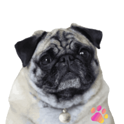 Petfriendly Sticker by Amora Pug Brasil