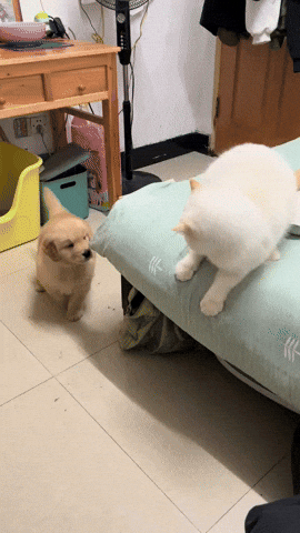 cuteanimalland giphyupload GIF