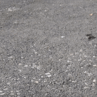 Stray Kids GIF