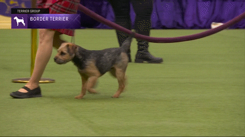 Dogs GIF by Westminster Kennel Club