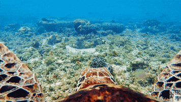 blue planet oceans GIF by BBC America