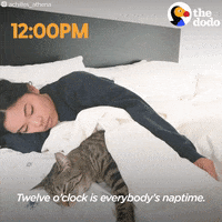 Cat GIF by The Dodo