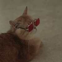 Cat Gmmtv GIF