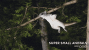 bbc cute animal bbc creature GIF